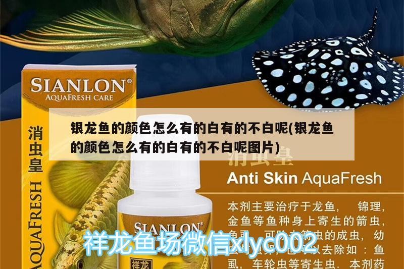 銀龍魚的顏色怎么有的白有的不白呢(銀龍魚的顏色怎么有的白有的不白呢圖片)