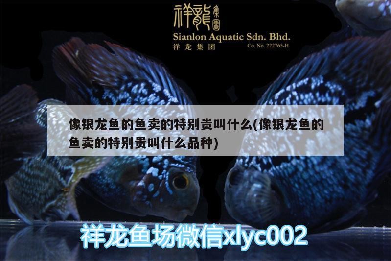 像銀龍魚(yú)的魚(yú)賣(mài)的特別貴叫什么(像銀龍魚(yú)的魚(yú)賣(mài)的特別貴叫什么品種)