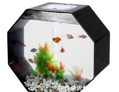 氨氮 魚缸：管理魚缸中的氨氮含量