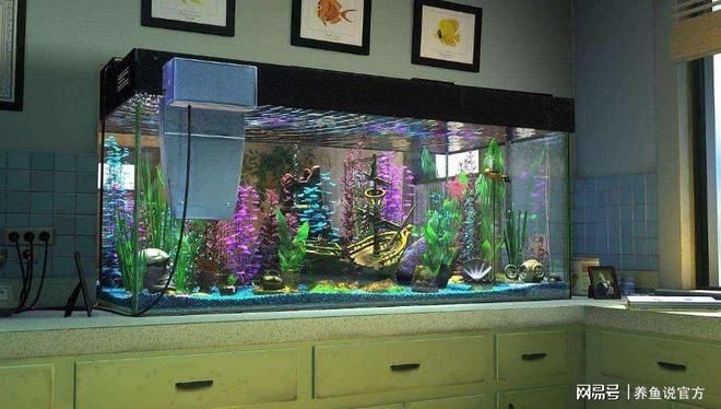 氨氮 魚缸：管理魚缸中的氨氮含量