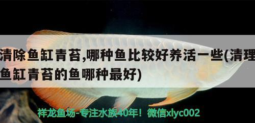 清除魚缸青苔,哪種魚比較好養活一些(清理魚缸青苔的魚哪種最好)