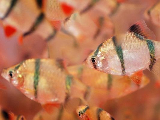 虎皮魚魚缸一宿不插電可能導致虎皮魚死亡，養魚愛好者需要了解：關于虎皮魚停電的問題