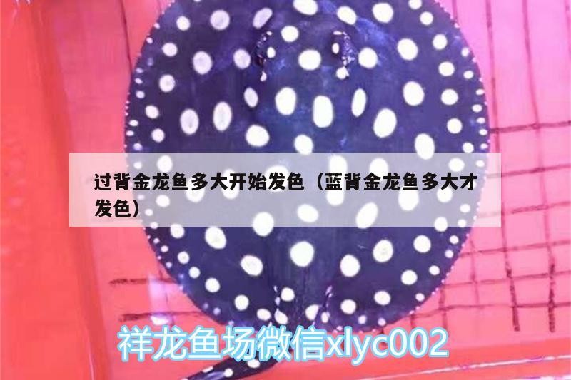 過(guò)背金龍魚(yú)多大開(kāi)始發(fā)色（藍(lán)背金龍魚(yú)多大才發(fā)色） 過(guò)背金龍魚(yú)多大開(kāi)始發(fā)色（藍(lán)背金龍魚(yú)多大才發(fā)色） 金龍魚(yú)百科