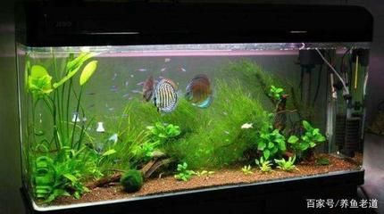 不用清理魚缸的魚：清潔魚缸的方法