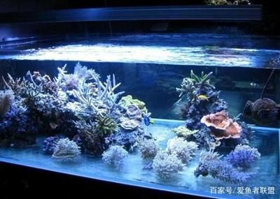 不用清理魚缸的魚：清潔魚缸的方法