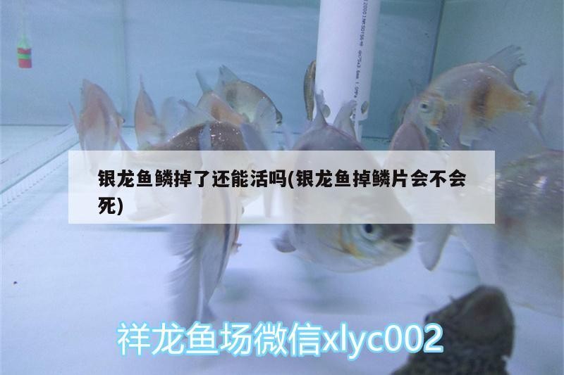 銀龍魚鱗掉了還能活嗎(銀龍魚掉鱗片會不會死) 銀龍魚鱗掉了還能活嗎(銀龍魚掉鱗片會不會死) 銀龍魚百科