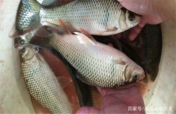 龍魚怎么驅蟲檢疫病毒的vs祥龍魚場：龍魚養殖過程中如何進行有效的驅蟲和檢疫病毒的措施