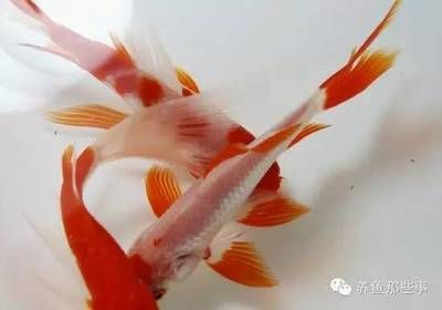單養魟魚公的好是母的好：決定單養魟魚的性別時需要考慮幾個關鍵因素