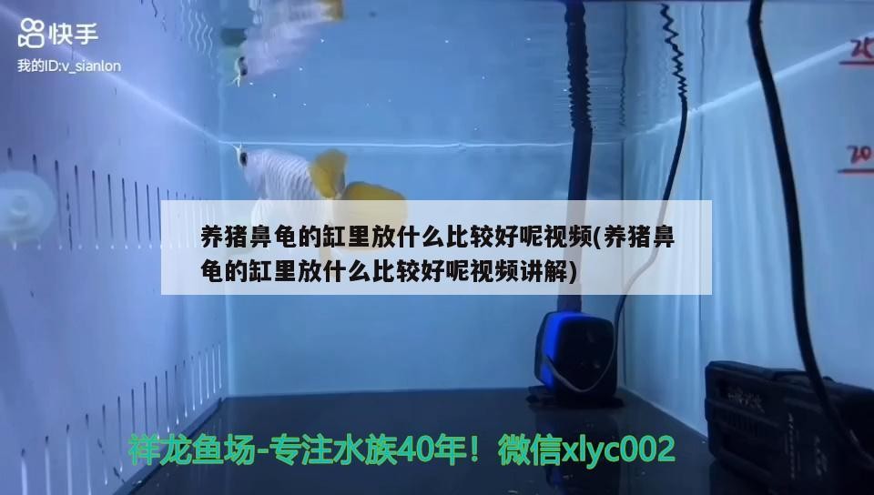 養豬鼻龜的缸里放什么比較好呢視頻(養豬鼻龜的缸里放什么比較好呢視頻講解)
