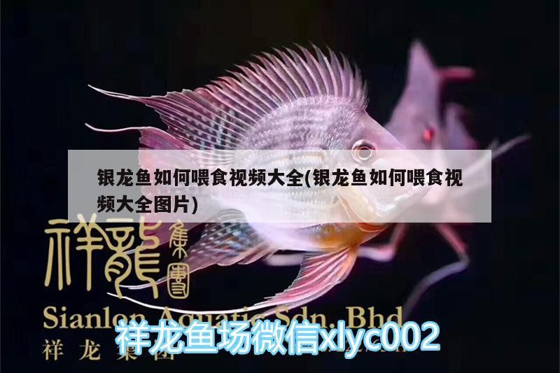 銀龍魚如何喂食視頻大全(銀龍魚如何喂食視頻大全圖片)