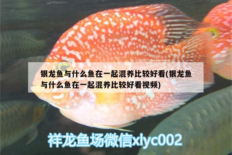 銀龍魚與什么魚在一起混養比較好看(銀龍魚與什么魚在一起混養比較好看視頻)