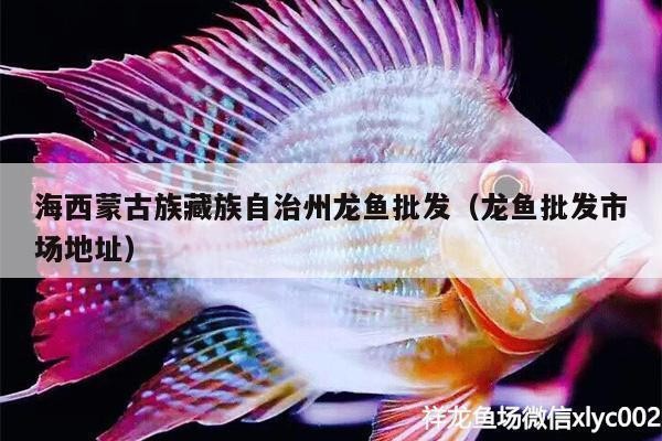 海南藏族自治州紅龍魚價格2688貴嗎？