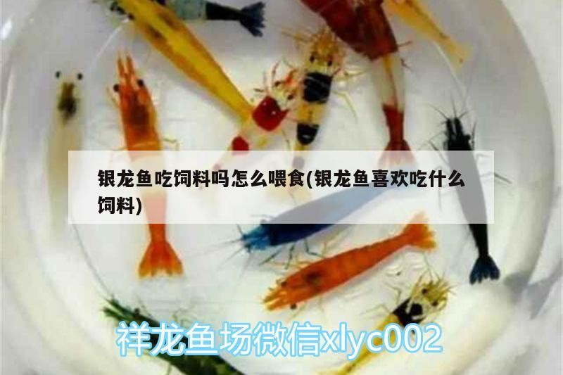 銀龍魚吃飼料嗎怎么喂食(銀龍魚喜歡吃什么飼料)