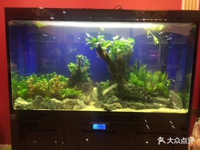 森森和名人魚缸哪個好：森森魚缸和名人魚缸哪個好
