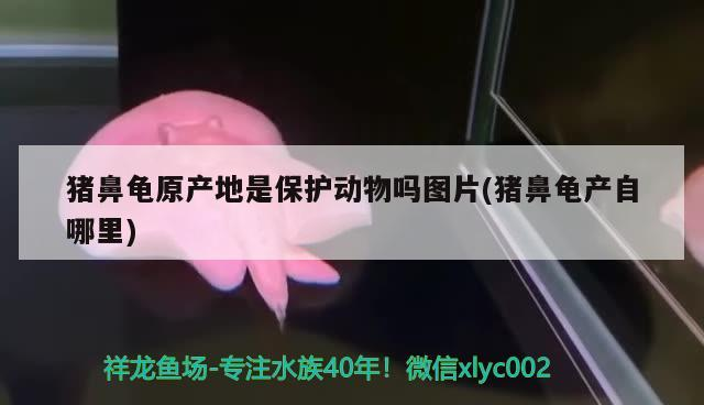 豬鼻龜原產地是保護動物嗎圖片(豬鼻龜產自哪里)