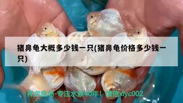 豬鼻龜大概多少錢一只(豬鼻龜價格多少錢一只)