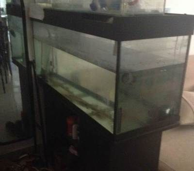 虎門魚缸定制的藝術(shù)：虎門水族用品市場
