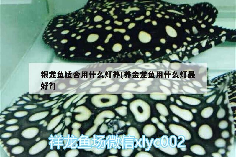 銀龍魚適合用什么燈養(養金龍魚用什么燈最好?)