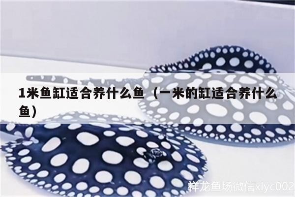 1米魚缸適合養什么魚（一米的缸適合養什么魚）
