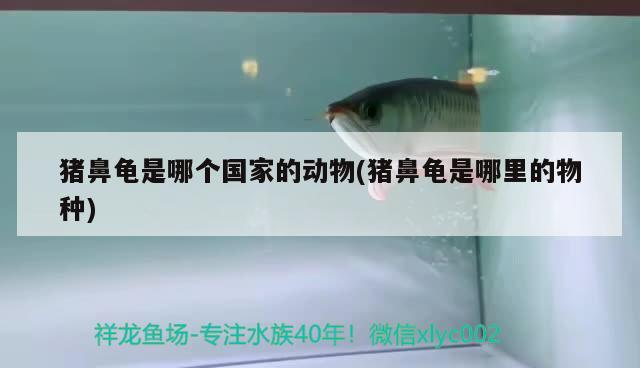 豬鼻龜是哪個國家的動物(豬鼻龜是哪里的物種)