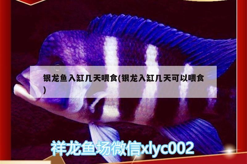 銀龍魚入缸幾天喂食(銀龍入缸幾天可以喂食)