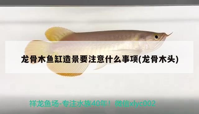 小型魚 龍骨木魚缸造景要注意什么事項(xiàng)(龍骨木頭) 魟魚百科 龍骨木魚缸造景要注意什么事項(xiàng)(龍骨木頭) 龍骨木魚缸造景要注意什么事項(xiàng)(龍骨木頭) 魟魚百科