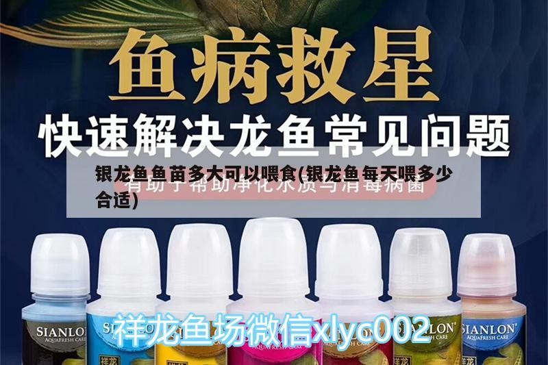 銀龍魚魚苗多大可以喂食(銀龍魚每天喂多少合適) 銀龍魚魚苗多大可以喂食(銀龍魚每天喂多少合適) 銀龍魚百科