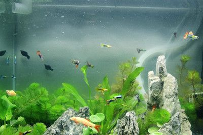 不用氧氣和加溫的魚缸能養嗎