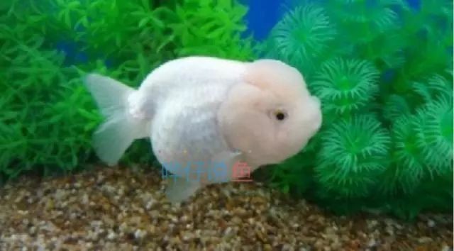 龍魚水質ph跌酸到5.0怎么辦？vs祥龍魚場：龍魚水質ph值下降至5.0怎么辦