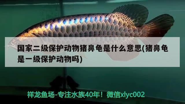 國(guó)家二級(jí)保護(hù)動(dòng)物豬鼻龜是什么意思(豬鼻龜是一級(jí)保護(hù)動(dòng)物嗎)