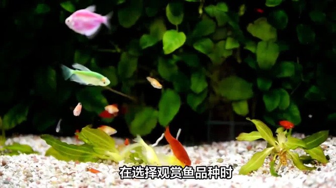 通化市東昌區(qū)大自然水族館（長春大自然水族館）