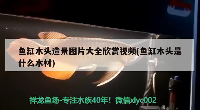 魚(yú)缸木頭造景圖片大全欣賞視頻(魚(yú)缸木頭是什么木材)