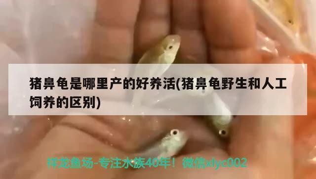 豬鼻龜是哪里產的好養活(豬鼻龜野生和人工飼養的區別)