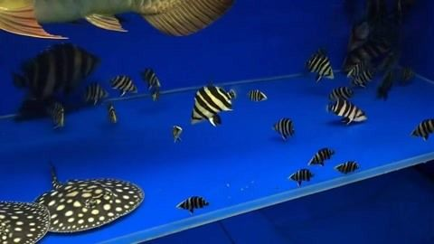 小虎魚打架怎么辦：小虎魚打架怎么辦，