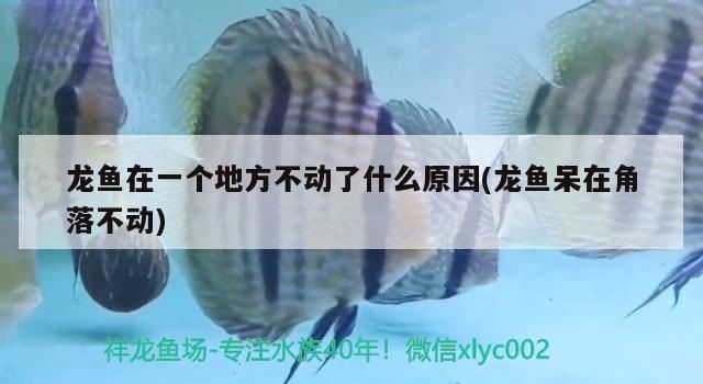 龍魚趴缸不動了怎么處理好vs祥龍魚場：祥龍魚場龍魚趴缸不動可能是由于多種原因導致的 龍魚趴缸不動了怎么處理好vs祥龍魚場：祥龍魚場龍魚趴缸不動可能是由于多種原因導致的 vs祥龍魚場 第4張