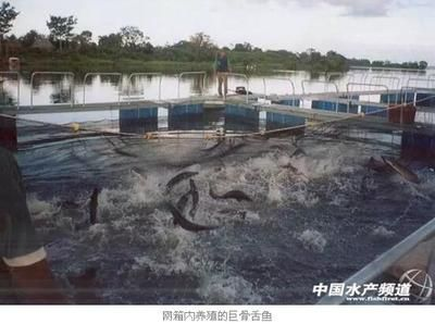 龍魚巨骨舌魚區(qū)別vs祥龍魚場：祥龍魚場口碑評價
