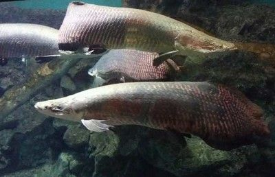 龍魚巨骨舌魚區(qū)別vs祥龍魚場：祥龍魚場口碑評價