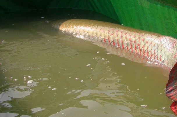 龍魚巨骨舌魚區(qū)別vs祥龍魚場：祥龍魚場口碑評價