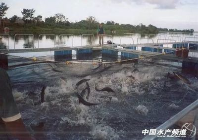 龍魚巨骨舌魚區別vs祥龍魚場：祥龍魚場口碑評價
