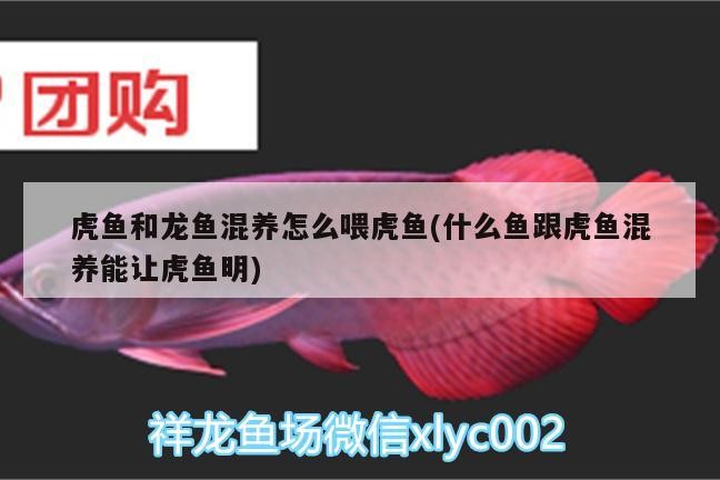 紅老虎魚 虎魚和龍魚混養怎么喂虎魚(什么魚跟虎魚混養能讓虎魚明) 虎魚百科 虎魚和龍魚混養怎么喂虎魚(什么魚跟虎魚混養能讓虎魚明) 虎魚和龍魚混養怎么喂虎魚(什么魚跟虎魚混養能讓虎魚明) 虎魚百科