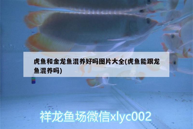 虎魚和金龍魚混養好嗎圖片大全(虎魚能跟龍魚混養嗎)