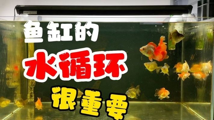 白城市大鵬水族城（白城市大鵬水族城地址）