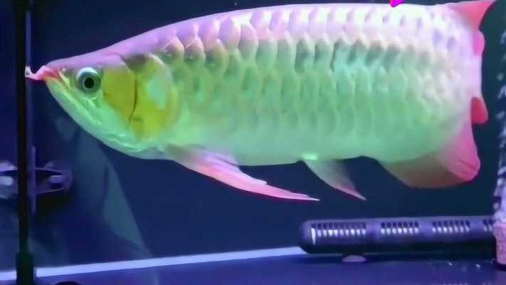 呂梁紅龍魚價格2688貴嗎？