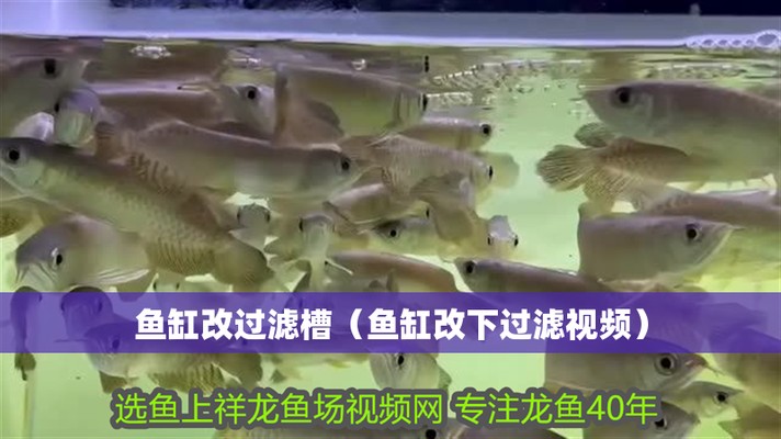 萍鄉紅龍魚價格2688貴嗎？