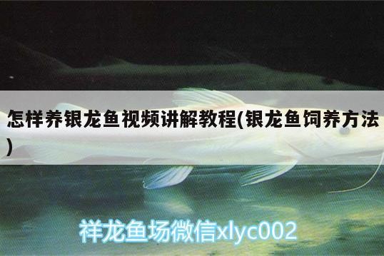 怎樣養銀龍魚視頻講解教程(銀龍魚飼養方法)