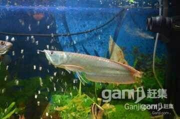 廣安龍魚vs祥龍魚場（廣安龍魚與祥龍魚場之間的差異）