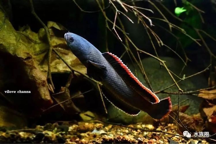 奶茶雷龍多大的魚缸合適：奶茶雷龍合適的魚缸大小取決于多個因素