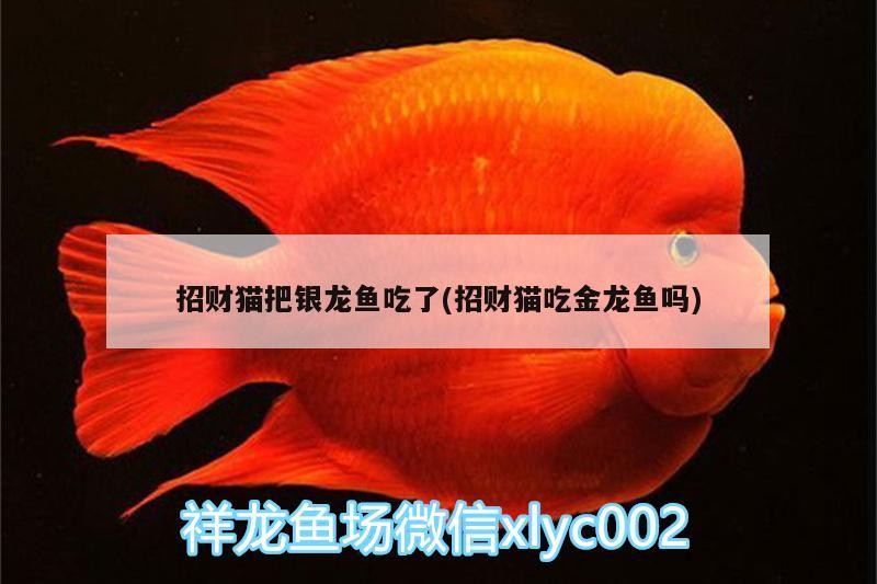 招財貓把銀龍魚吃了(招財貓吃金龍魚嗎)