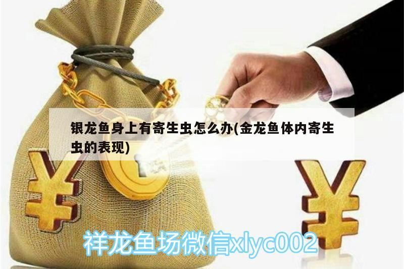 銀龍魚身上有寄生蟲怎么辦(金龍魚體內寄生蟲的表現)