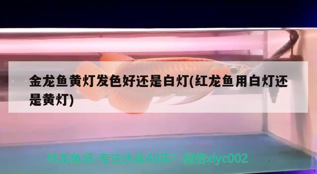 金龍魚黃燈發(fā)色好還是白燈(紅龍魚用白燈還是黃燈)